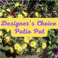 Copy_of_Designers_Choice_Blooming_Plant_(2)